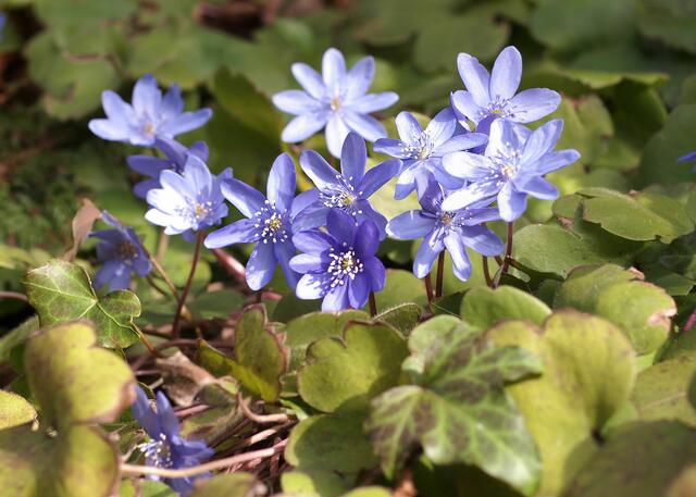 Leberblümchen, Hepatica transsylvanica