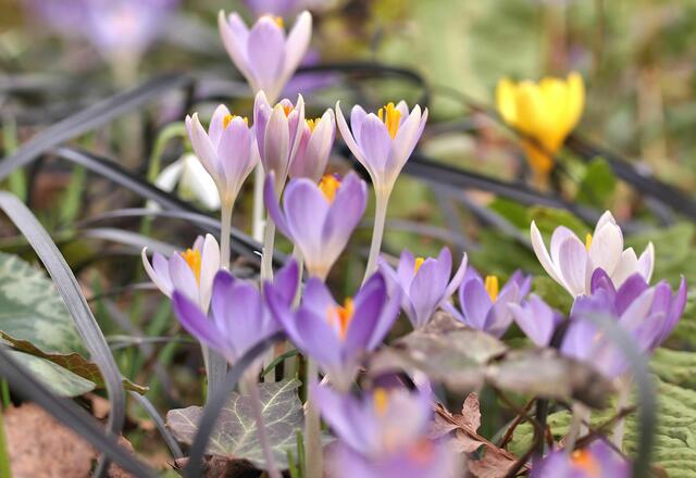 Elfenkrokus Crocus tommasinianus