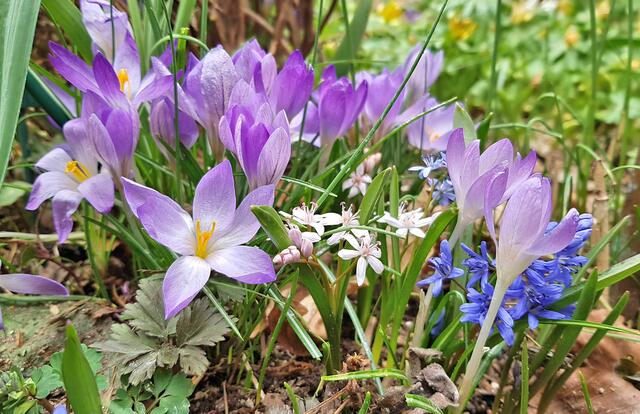 Crocus mit zweiblättrige Blaustern (Scilla bifolia)