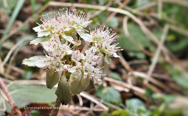 Milzkraut  Chrysosplenium macrophyllum