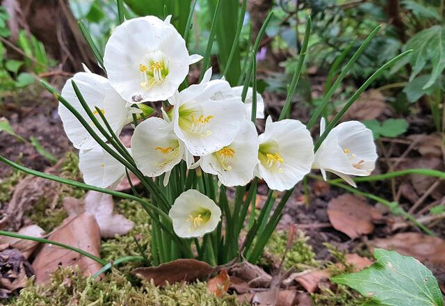 Narzisse 'White Petticoat' · Entzückende Narzissen-Sorte mit schnittlauchartigem Laub 