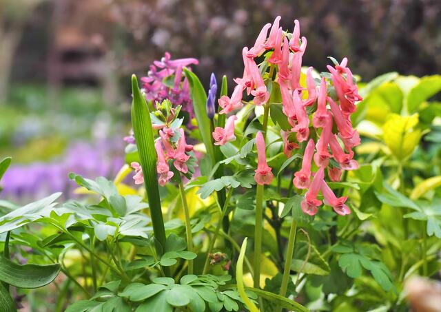 Lerchensporn Corydalis cava