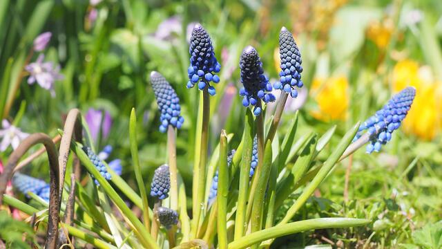 Traubenhyazinthen (Muscari)