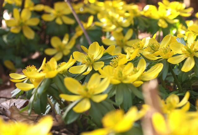 Der Winterling ist der erste Frühlingsbote und der erste Farbfleck im  Garten, Eranthis 