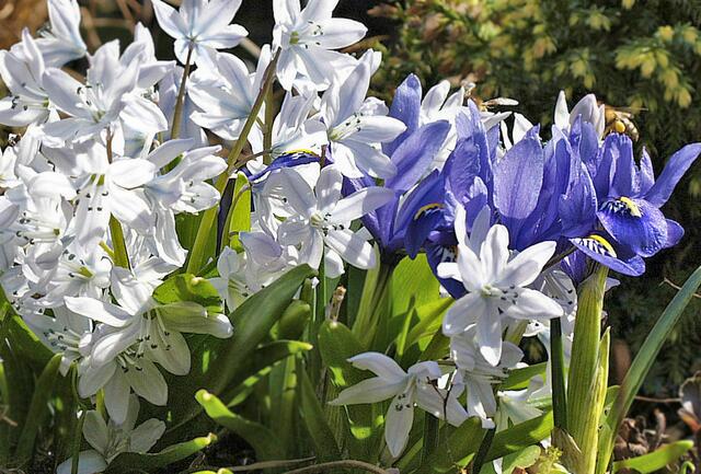 Scilla tubergeniana, auch Weißer Blaustern 