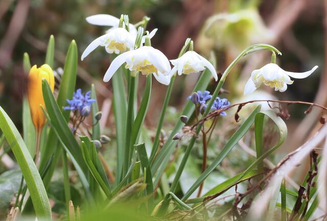 Schneeglöckchen Galanthus flore pleno