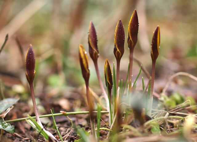 Crocus angustifolius