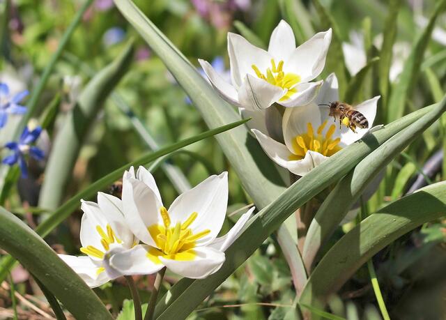 Zweiblütige Tulpe (Tulipa biflora)
