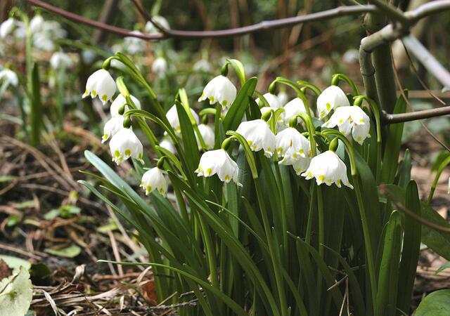 Märzenbecher oder Frühlings-Knotenblume (Leucojum vernum)