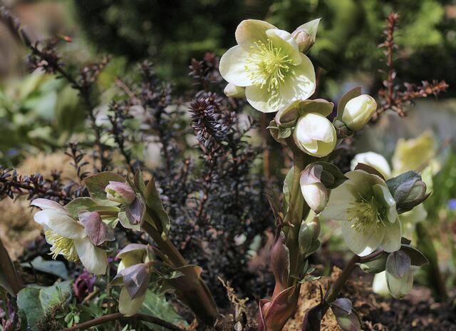 Helleborus x ericsmithii