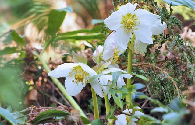 Schneerose, Helleborus niger