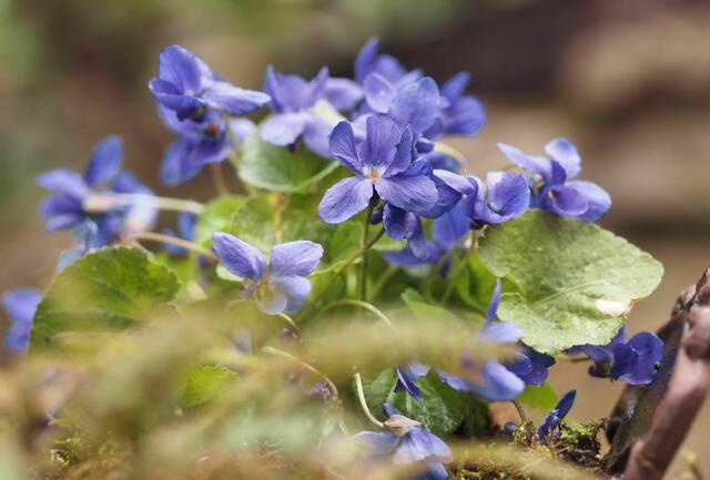 Veilchen Viola odorata