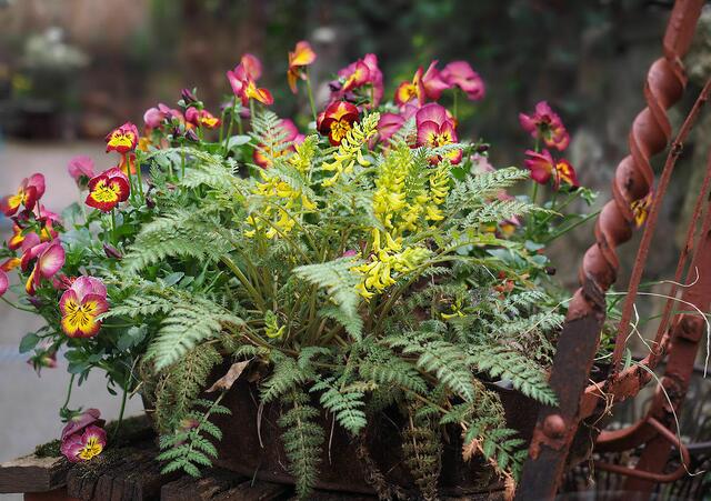 Corydalis cheilanthifolia, Farn-Lerchensporn sät sich überall aus, immergrün