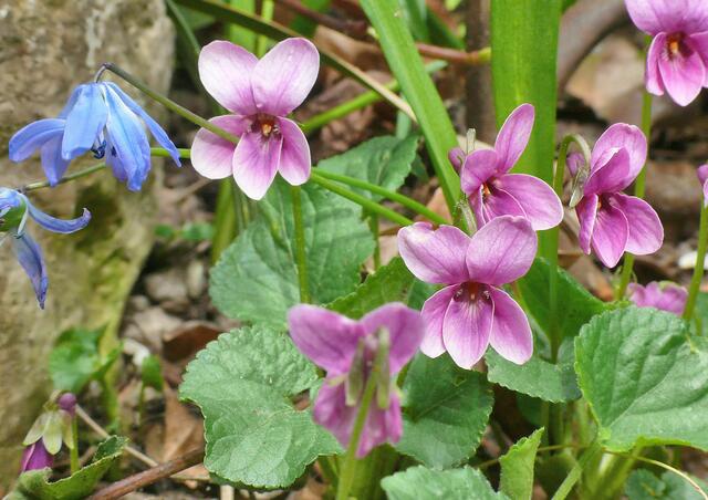 Veilchen, Viola rubra
