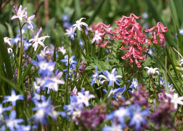 Hohler Lerchensporn (Corydalis cava)