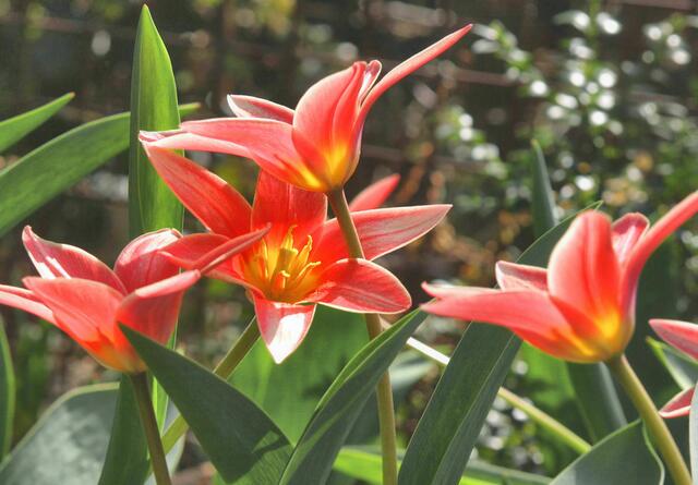 und danach erblühen die Wildtulpen