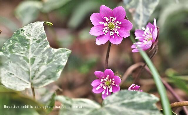 Leberblümchen, Hepatica nobilis var. pyrenaica f. marmorata