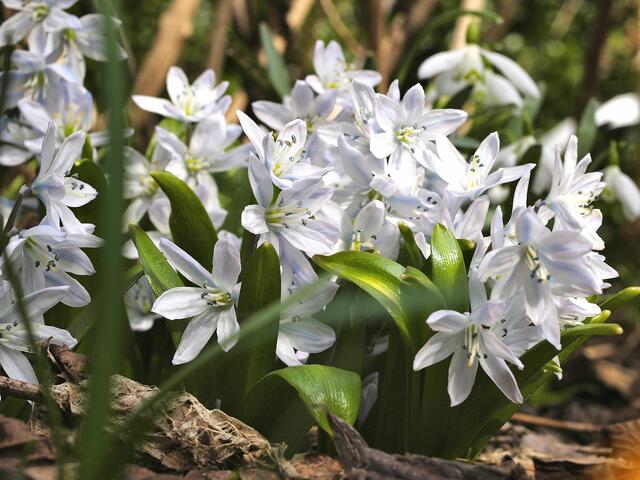 Schneeglanz Chionodoxa gigantea Alba