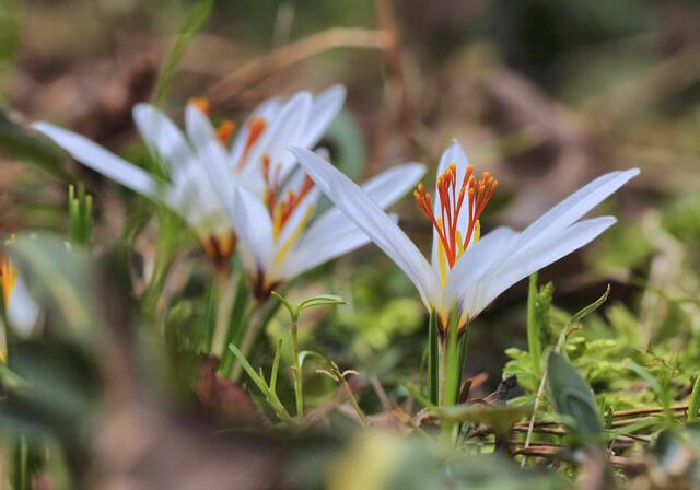 Taurus Krokus (Crocus fleischeri)