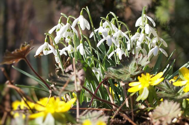 Galanthus nivalis