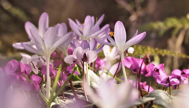 Elfenkrokus Crocus tommasinianus mit Cyclamen