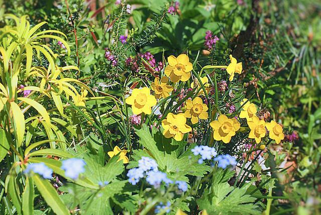 Narcissus jonquilla 'Baby Moon'