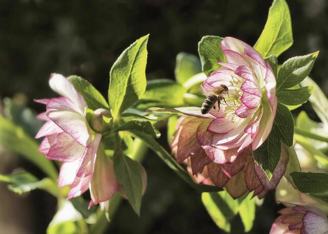 Lenzrose, Helleborus orientalis