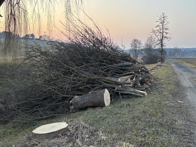 Geschlagen wurde nicht nur Bäume, sondern auch Sträucher und Unterholz. | Foto: Martin Wurglits
