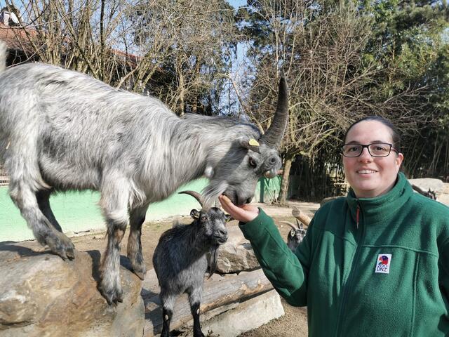Chef-Zoologin Sabina Moser koordiniert die Zucht der seltenen Blobeziegen. | Foto: Zoo Linz