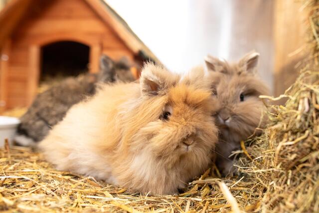 Die fünf Hoppler suchen ein Heim mit viel Platz. | Foto: Tierheim Linz 