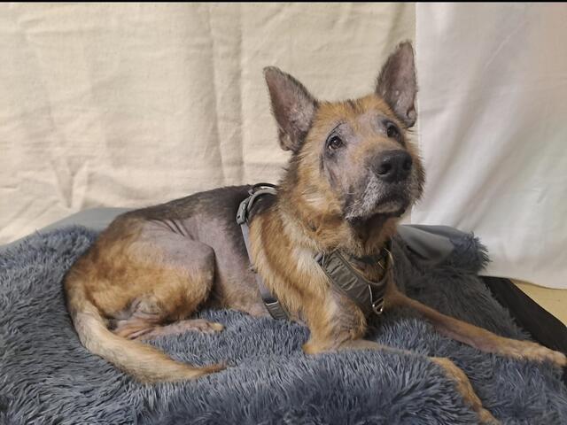 Enzo wird nun medizinisch versorgt. | Foto: Pfotenhilfe