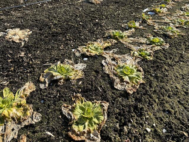 Bevor die Gemüsebeete aufbereitet werden können, sollten alle abgestorbenen Pflanzen aus dem Garten entfernt werden. | Foto: MeinBezirk