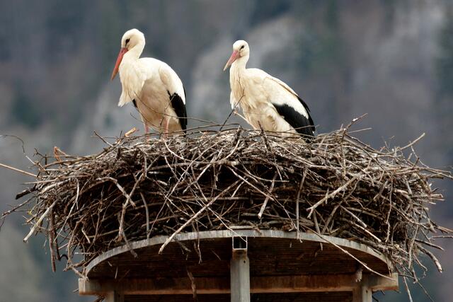 Traurige Eltern: Ihre fünf Jungen überlebten das nasse Frühjahr 2024 nicht. | Foto: Hans Baier