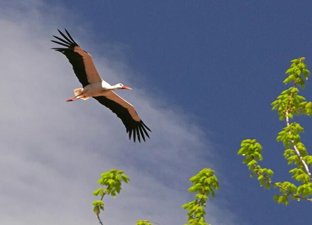 Der Storch schwebt bald wieder majestätisch über die Obersteiermark. | Foto: Hans Baier