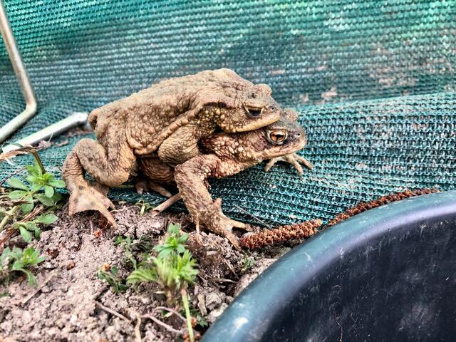 Erdkröten-Pärchen am Amphibienschutzzaun; © H. Kurz