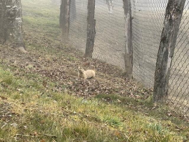 Ob sich dieser Präriehund aus dem Gehege gegraben hatte, um seinen neuen Nachbarn Charly willkommen zu heißen, konnte er uns aufgrund der Sprachbarriere leider nicht verraten. | Foto: Margot Jeitler