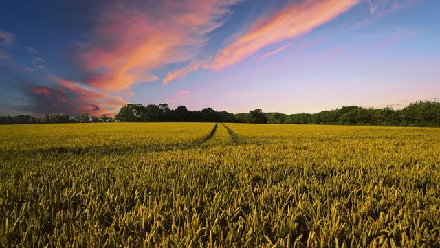 Die Landwirtschaftskammer Niederösterreich veröffentlicht ihre Leistungsbilanz 2024. Vor allem Beratungs- sowie Serviceleistungen waren im letzten Jahr besonders beliebt. (Symbolfoto) | Foto: Pixabay/Pete Linforth 