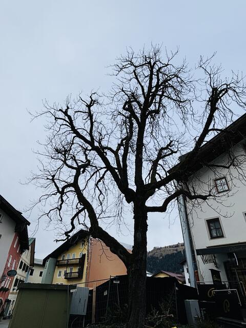 Der alte Kastanienbaum wird gefällt. | Foto: Kogler