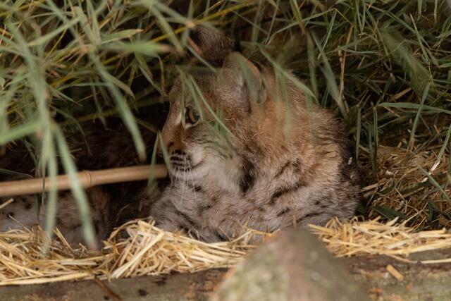 Erst mal in Ruhe ankomnen, war für Luchs Charly angesagt. Seit Dienstagvormittag erkundet er nun das Freigehege in der Tierwelt Herberstein. Und wenigen Wochen bekommt er dann eine neue Mitbewohnerin. Ab dnn beginnt beim zoologischen Team das Hoffen auf Armors Pfeile. | Foto: Harry Schiffer