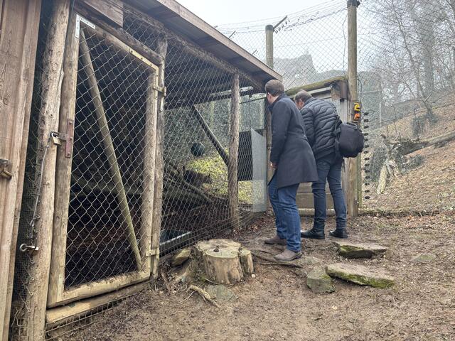 Alles wartete gespannt darauf, wann Luchs Charly den Weg ins Freigehege findet. | Foto: Margot Jeitler