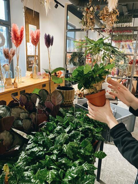 Neben dem Coffeeshop führen die Brun-Geschwister auch das Blumen-Geschäft "Miraflores" an der selben Adresse. Im Bild: Kaffee-Pfänzchen aus dem Topf. | Foto: Tianchi Jiang
