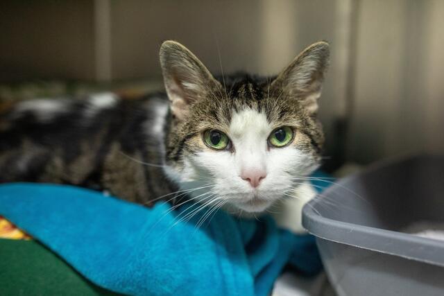 Alles für die Katz? Von der Budgetsanierung bleiben auch Katzenbesitzer nicht verschont.  | Foto: Archiv