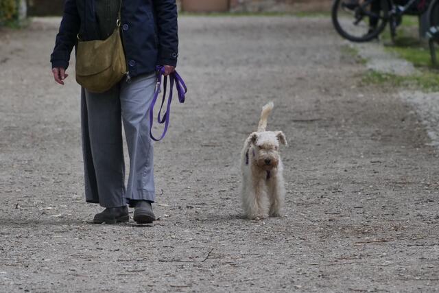 Ein Mann bedrohte Mittwoch in der Früh eine Spaziergängerin mit ihrem Hund und versuchte anschließend das Herrl-Vierbeiner-Duo mit einer Alustange zu schlagen. (Symbolfoto) | Foto: Luca Ponti / PA / picturedesk.com