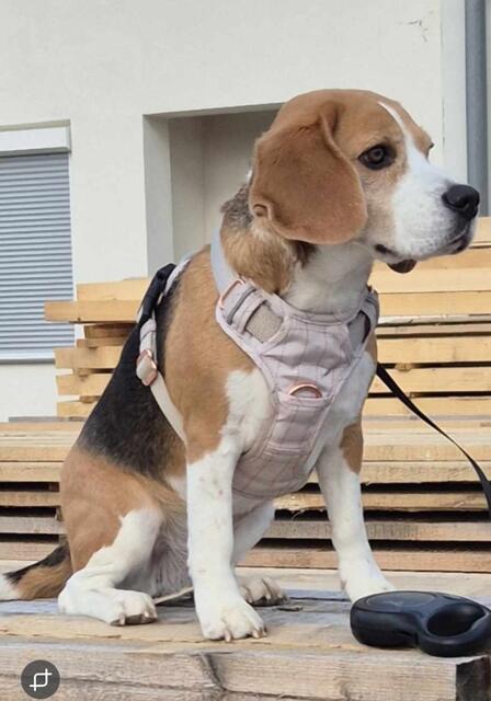 Beagle-Hündin Joyce hat ihrem Frauli einen Schrecken eingejagt - zum Glück ging alles gut. | Foto: Hasenberger
