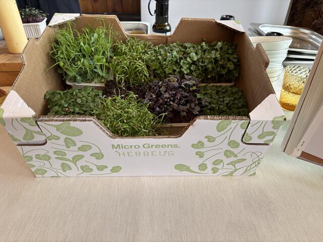 Dekoriert wird mit frischen Sprossen von Micro Greens