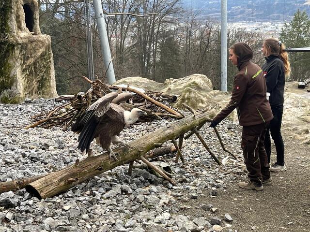Bei den Gänsegeiern wird eine kontrollierte Fütterung trainiert, um sicherzustellen, dass alle Tiere in Ruhe und gleichmäßig an das Futter gelangen. | Foto: Alpenzoo