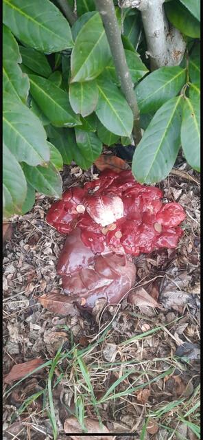 Vorsicht: Es könnte ein Giftköder sein! | Foto: Privat