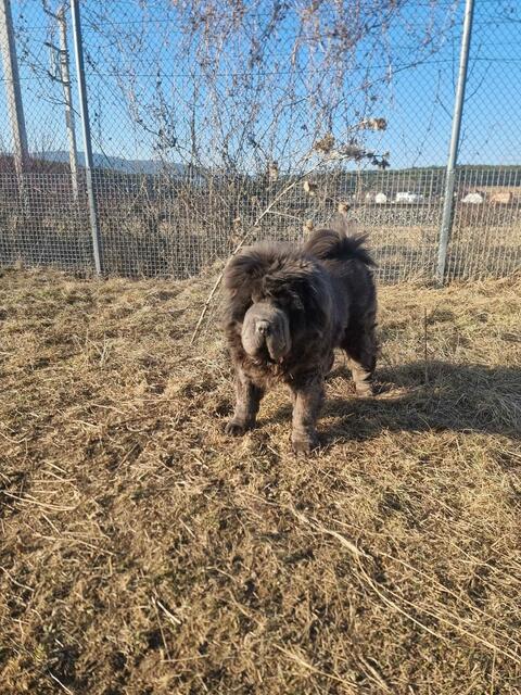 Bobo würde sich über einen schönen Platz freuen. | Foto: Tierheim Ternitz