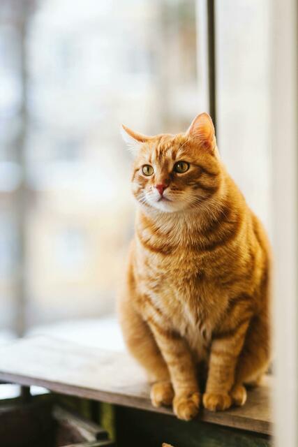 Auch Haustiere zählen im Todesfall zu den Hinterbliebenen. Gerade ältere Katzen landen dann oft im Tierheim. | Foto: pexels/Kowalievska