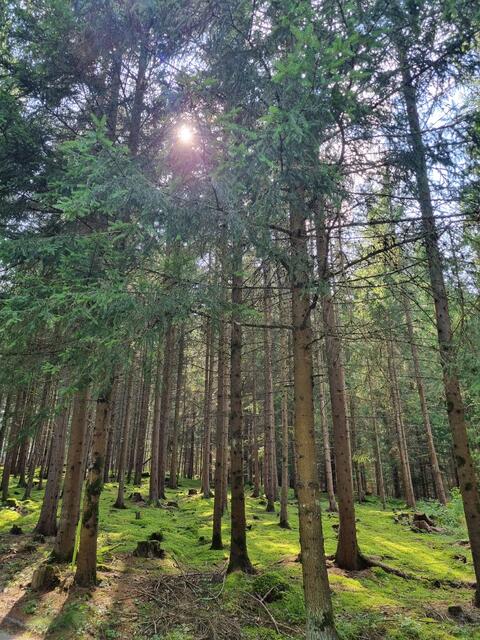 Im Waldgebiet neben dem Rudmannser Teich entsteht der erste Waldfriedhof in der Stadtgemeinde Zwettl. | Foto: Silvia Moser